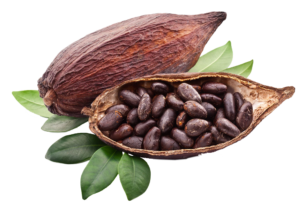 cacao-feve