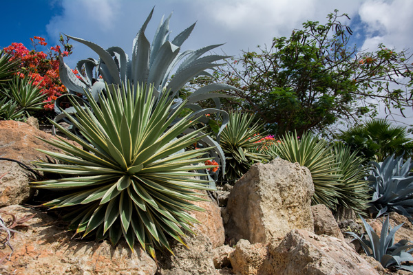 agave-plante-desert