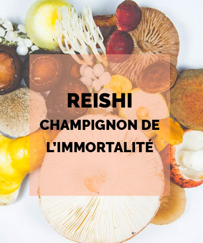 Reishi, le champignon de l’immortalité. Bienfaits & danger